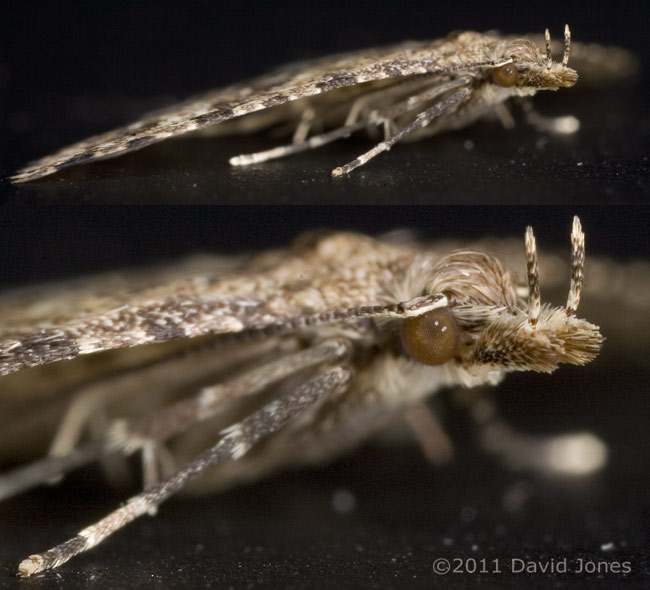 Many-plumed Moth - oblique view of head, 1 January