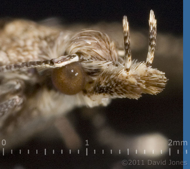 Many-plumed Moth - oblique view of head (cropped image), 1 January