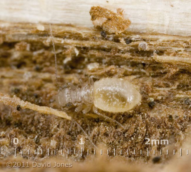 Barkfly nymph (Lepinotus patruelis) on Oak - 2, 4 January