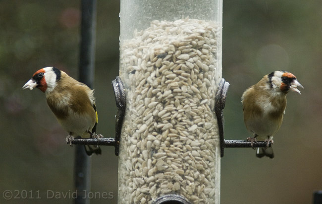 Goldfinches at our sunflower feeder