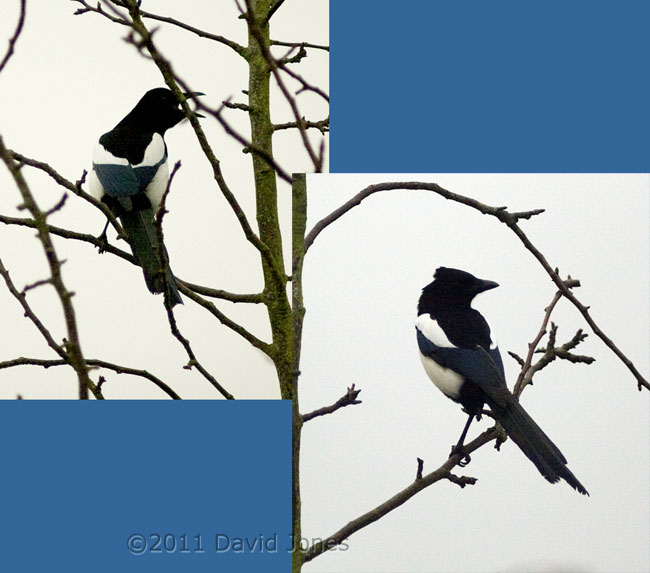 Magpies in apple tree