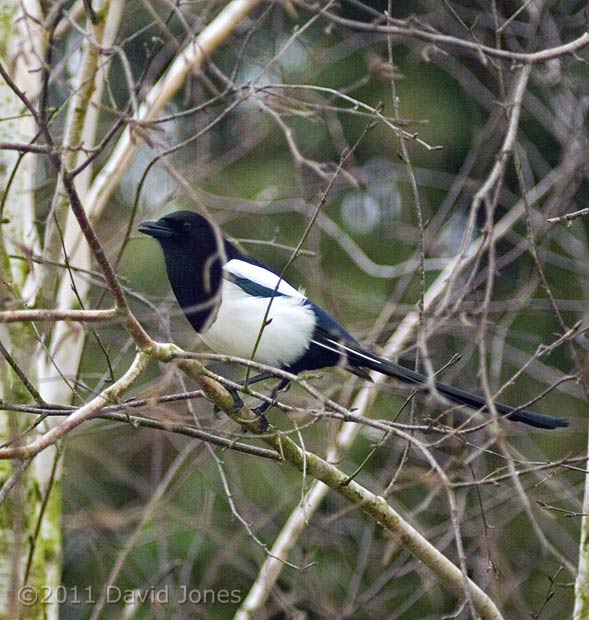Magpie in Birch tree, 14 January