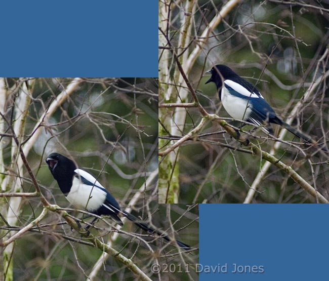 Magpie calling in Birch tree, 14 January