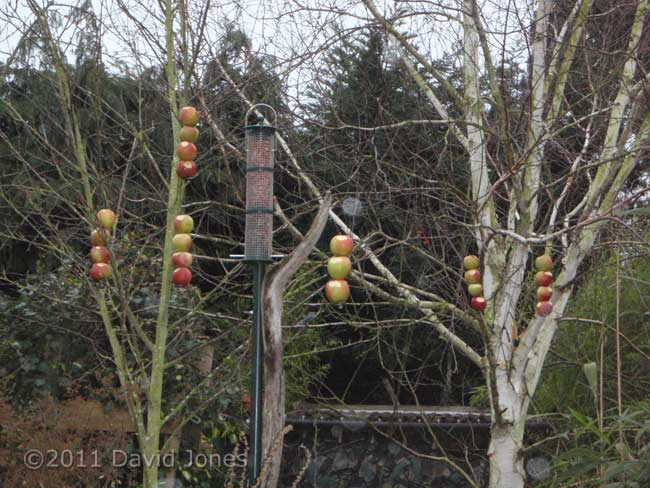Apples suspended from trees, 16, January