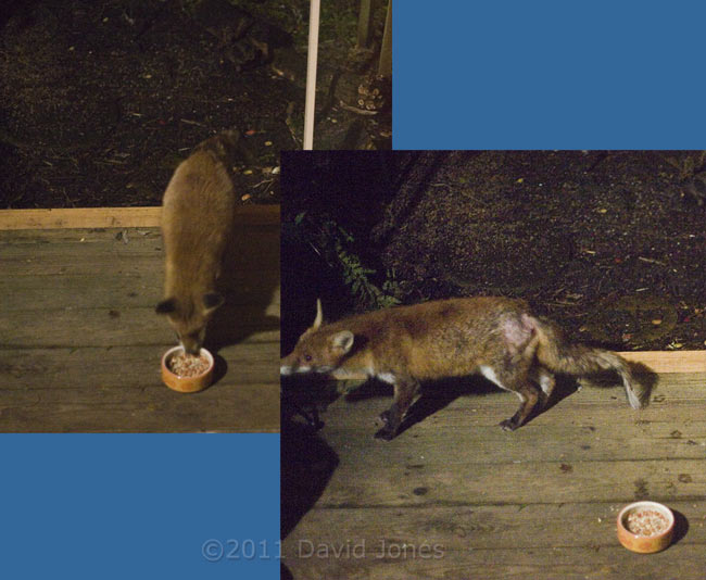 Fox visiting veranda at 3.50am, 16 January