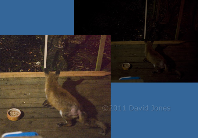 Fox with mange on veranda at 4.40am, 16 January