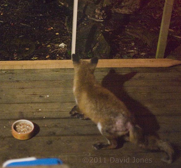 Fox with mange on veranda at 4.40am - 2, 16 January
