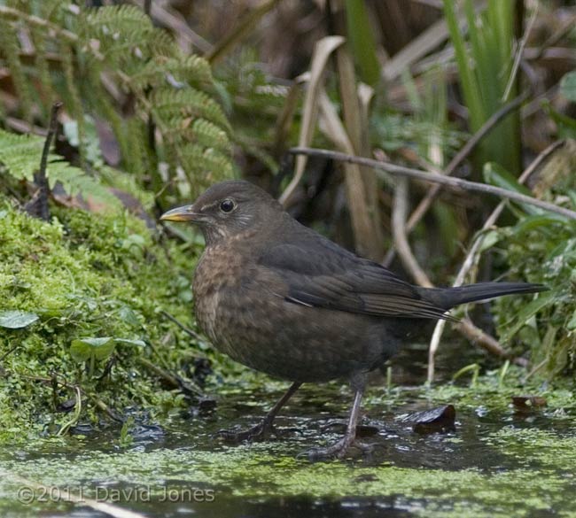 Blackbird female on pond ice (1), 31 January