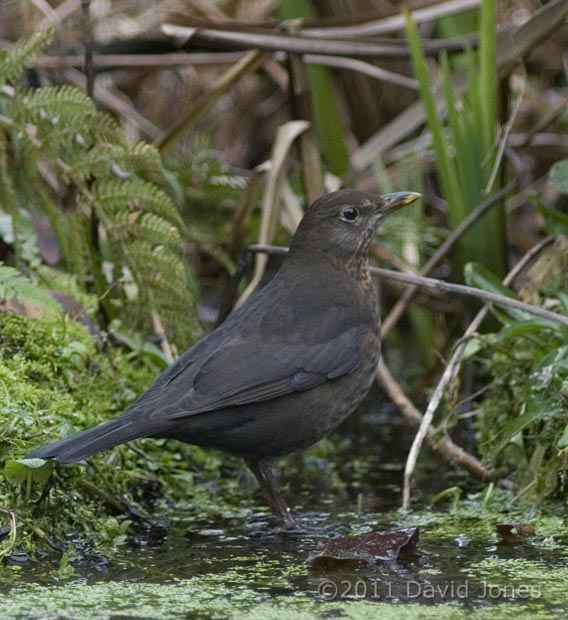 Blackbird female on pond ice (2), 31 January