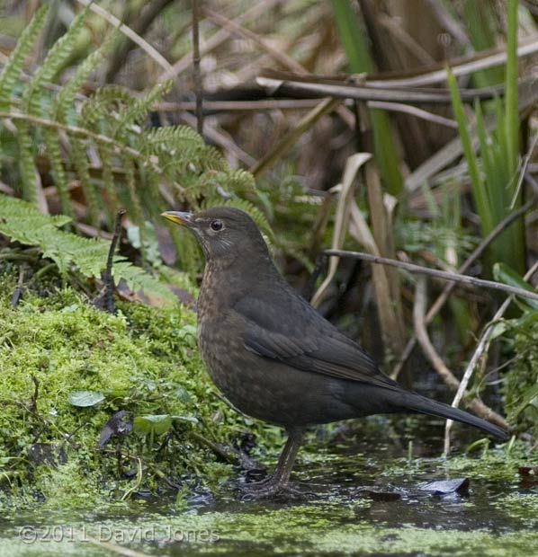 Blackbird female on pond ice (3), 31 January