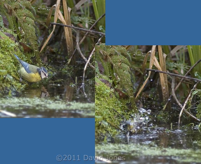 Blue Tit bathes in pond, 31 January