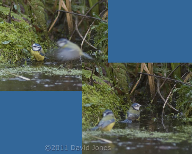 Bathing Blue Tit joined by its partner, 31 January