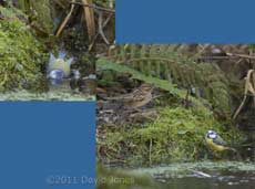 Blue Tit completes bathing before it is disturbed by Sparrow, 31 January