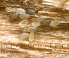 Barkfly eggs - condition uncertain, 4 March