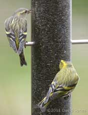 Siskins at Niger seed feeder, 5 March