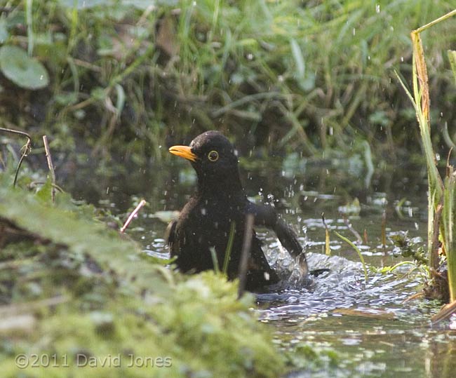 Male Blackbird bathes in pond, 10 March