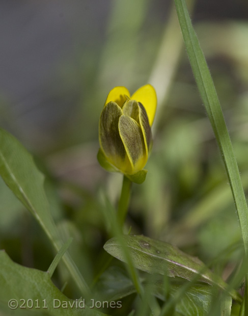 First Lesser Celandine flower prepares to open, 11 March