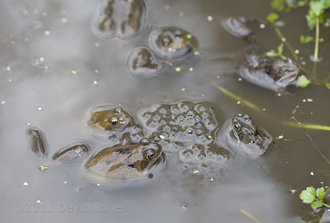 First frogspawn of the year, 11 March