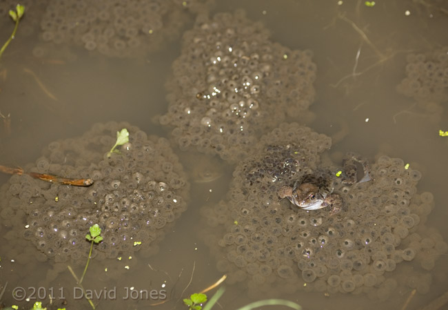 Frog on spawn - 1, 12 March