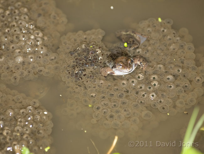 Frog on spawn - 2, 12 March
