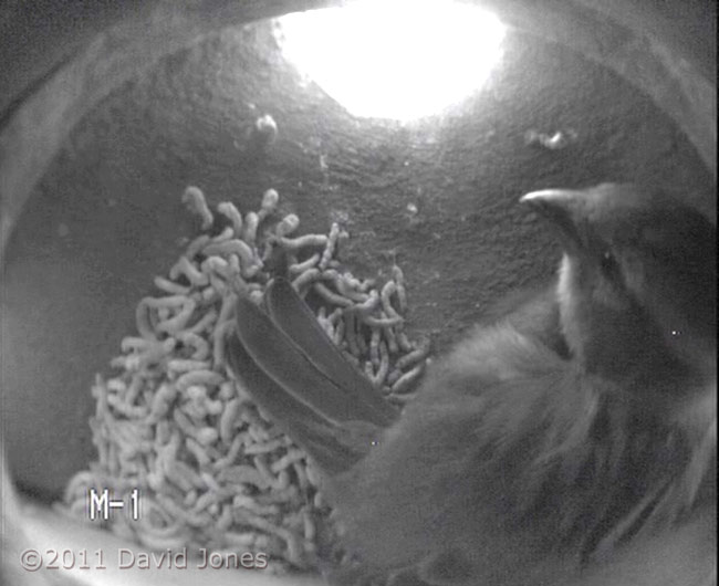 Female Sparrow returns to her roost tonight, 13 March