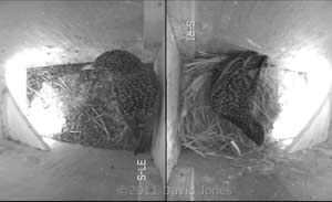 Starlings in adjacent nest boxes this morning, 15 March