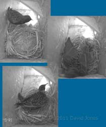 Starling in box SW-ri, 17 March