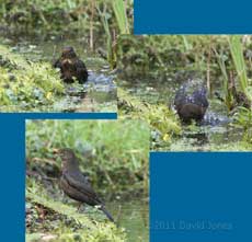 Backbird bathes in pond, 20 March