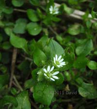 FirstChickweeds of the year, 20 March