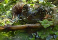 Frog amongst vegetation, 21 March