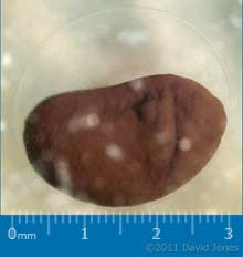 Close-up of frog embryo, 21 March