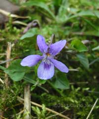 First Violet of the year, 20 March
