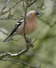 Male Chaffinch in Hawthorn, 23 March