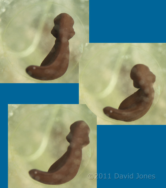 Frog embryo showing early movement, 23 March