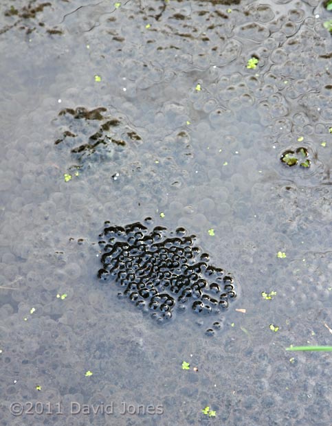 New frogspawn (10 days late!), 24 March