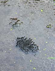 New frogspawn (10 days late!), 24 March