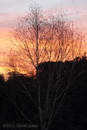 Sunset through the Birch tree, 24 March
