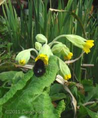 Unidentified bumblebee visits Cowslips, 25 March