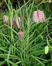 Snake's Head Fritillaries come into flower, 25 March