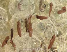 Newly emerged tadpoles, 25 March