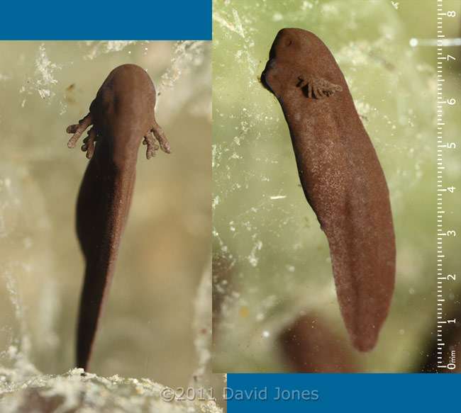Newly emerged tadpoles - showing external gills, 25 March