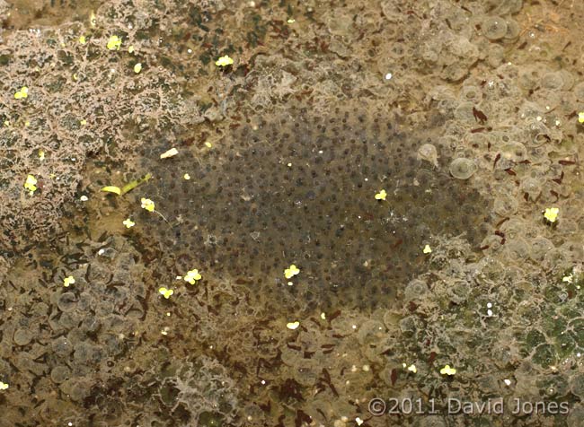 New and old frogspawn in the big pond, 26 March
