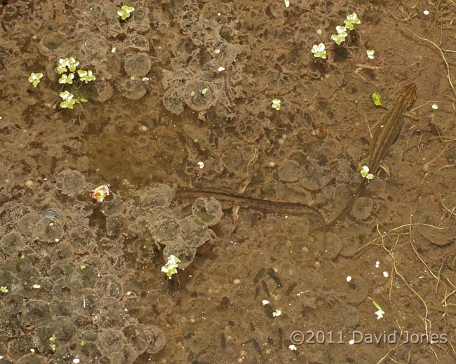 Newts prey on newly emerged tadpoles, 26 March