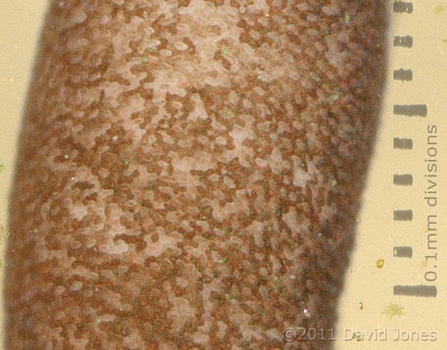 Tadpole - pigment spots on underside of abdomen, 26 March