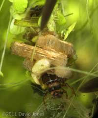Caddis Fly larva (poss. Limnephilus lunatus), 27 March