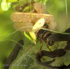 Caddis Fly larva (poss. Limnephilus lunatus) grabs a tadpole, 27 March
