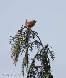 Wren sings from treetop, 27 March