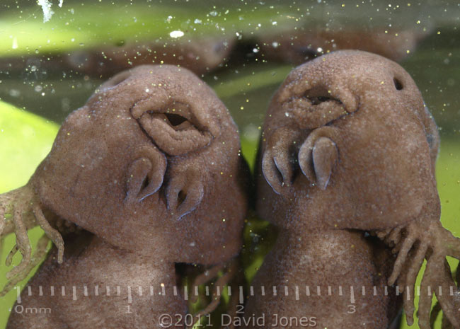 Tadpoles showing development of mouth, 30 March
