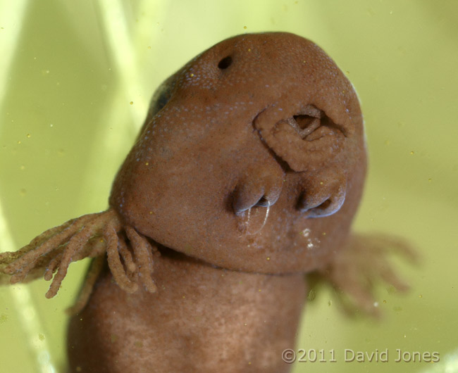 Tadpole with head markings and mucus, 30 March