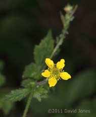 First Wood Avens to flower in 2010, 1 May